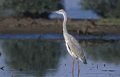 Сива чапла (Ardea cinerea)